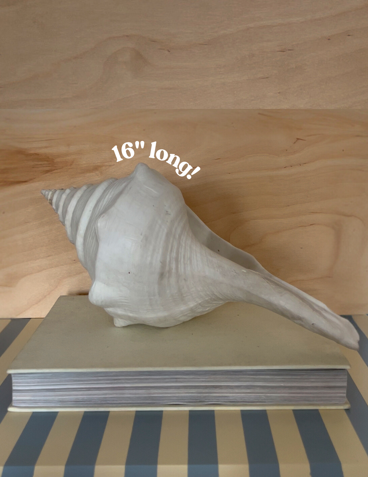 Shell Decor