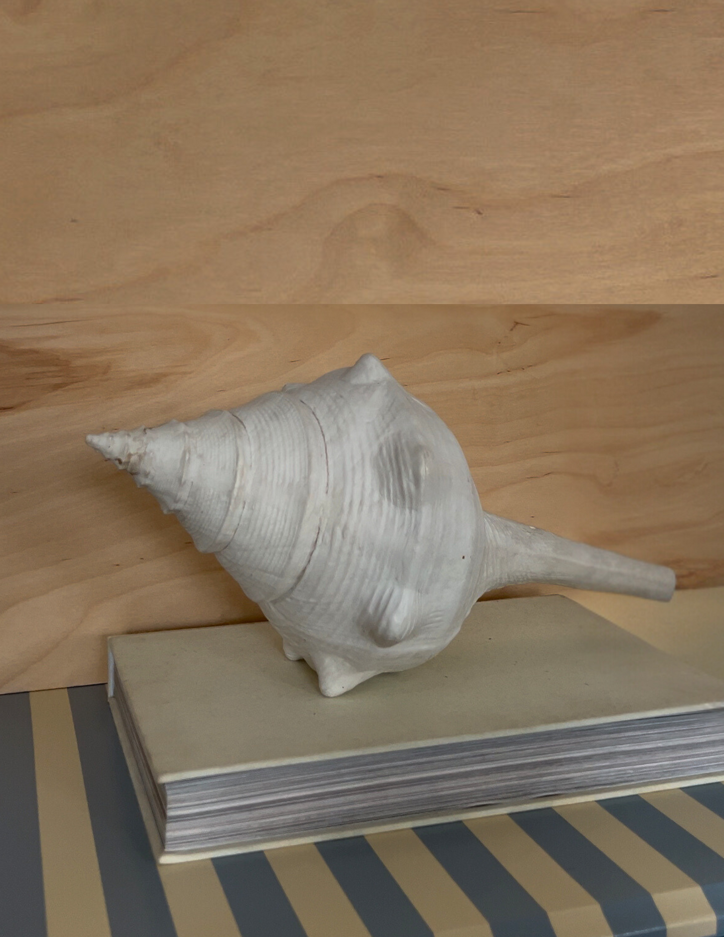 Shell Decor
